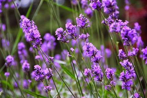 Photo: Australian Lavender Essentials